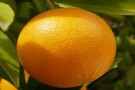 Апельсин сладкий эфирное масло, 10 мл