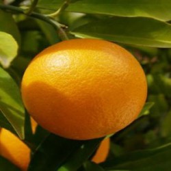 Апельсин сладкий эфирное масло, 10 мл Ботаническое название: Сitrus sinensis. Желтая, до темно-оранжевого цвета летучая жидкость с ярким цитрусовым, сладким бодрящим ароматом. Создает теплую, радостную атмосферу. Производитель - Германия.