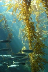СК СО2 экстракт бурых водорослей, 10 мл Сверхкритический CO2-экстракт бурых водорслей (ламинарии). Водорастворимая форма. 
Косметическое действие: 
Тонизирующее, укрепляющее, антиоксидантное, антицеллюлитное, регенерирующее, повышает эластичость и стимулирует синтез коллагена и эластина. 
Окрашивает смесь в оранжевый цвет.
Данная водорастворимая форма (бета-каротин, 2%) представляет собой   прежде всего натуральный краситель, полезные свойства экстракта   выражены слабо.