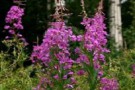 Комплекс Willowherb (Виллоухерб), 10 мл