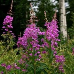 Комплекс Willowherb (Виллоухерб), 10 мл Виллоухерб оказывает  быстрое противовоспалительное и антибактериальное действие, успокаивает  чувствительную кожу, уменьшает раздражения химической природы и от УФ - излучения, ингибирует действие свободных радикалов.