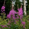 Комплекс Willowherb (Виллоухерб), 10 мл