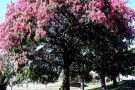Розовое дерево эфирное масло, 10 мл