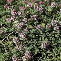 Тимьян (чабрец) эфирное масло, 10 мл Ботаническое наименование: Thymus vulgaris. Цвет темно-красный, красно-коричневый, оранжевый, белесый. Аромат: теплый, сладковатый, масляный, пряно-травянистый, с нотой отсыревшей древесной коры. Производитель - Германия. 