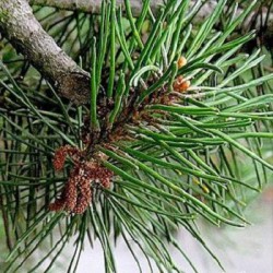 Сосна эфирное масло, 10 мл Ботаническое наименование: Pinus silvestris. Цвет бесцветный или бледно-желтый. Аромат: сильный, свежий, смолистый, пряный, глубокий, горьковатый. Производитель - Германия. 