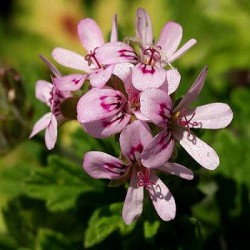 Герань эфирное масло, 10 мл Ботаническое наименование: Pelargonium. Цвет оливковый с зеленоватым оттенком. Аромат цветочный, смолянистый и мягкий. Чем-то напоминает аромат лимона и чайной розы. Производитель - Германия. 
