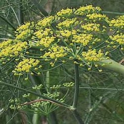 Фенхель сладкий эфирное масло, 10 мл Ботаническое наименование: Foeniculum vulgare var. Dulce. Цвет бесцветный или бледно-желтый. Аромат: сладкий, теплый, земляной, немного пряный, слегка горьковатый. Производитель - Германия. 