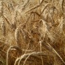 Пшеничных зерен масло раф., 100 мл